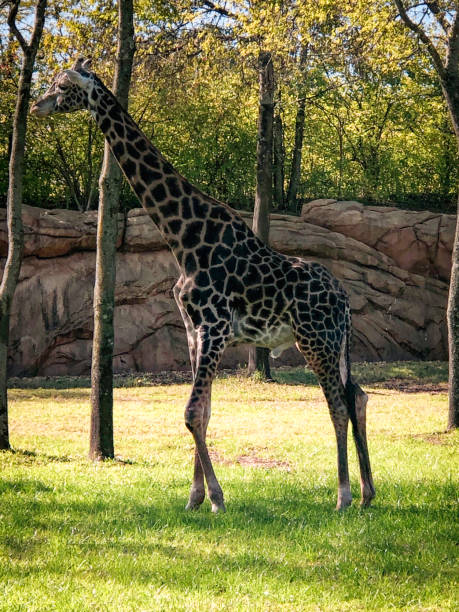 istock giraffe on the savannah at the zoo 1284958978