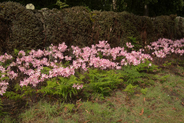 Autumn Flowering Pink Flowers of the  Jersey or Belladonna Lily Plant (Amaryllis belladonna) Surrounded by Ferns Growing in a Garden on the Island of Tresco in the Isles of Scilly, England, UK Amaryllis belladonna is a Late Summer or Autumn Flowering Lily tresco stock pictures, royalty-free photos & images
