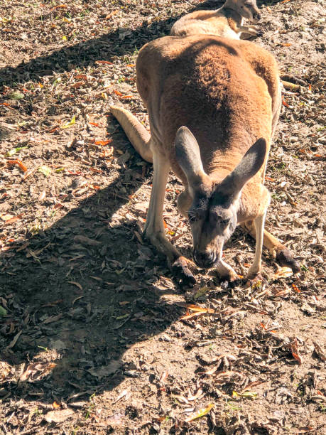 istock kangaroo nibbling on grass at the zoo 1284959087