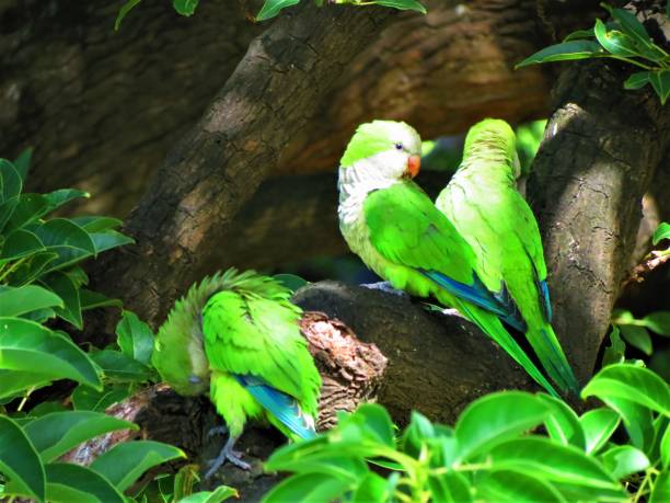istock Monk parakeet (Cotorra - Myiopsitta monachus ). Argentine monk parakeet or monk parakee. 1284959993