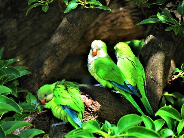 istock Monk parakeet (Cotorra - Myiopsitta monachus ). Argentine monk parakeet or monk parakee. 1284960001