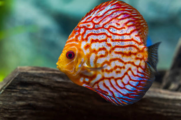 istock Close up view of gorgeous checkerboard red map discus aquarium fish isolated on background. Hobby concept. 1284960238