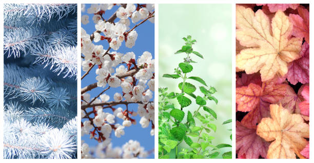 istock Four seasons of year 1284960286