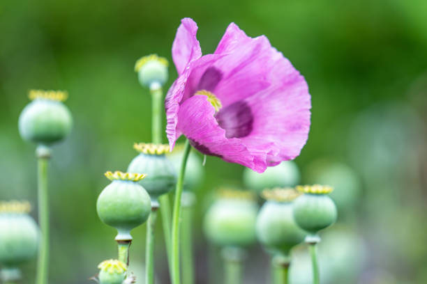 papaver somniferum, comúnmente conocida como adormidera o amapola de semillas de pan, es una especie de planta con flores de la familia papaveraceae - papaver somniferum de adormidera fotografías e imágenes de stock