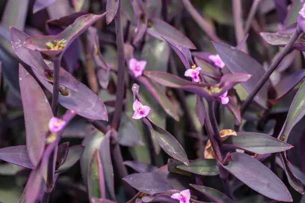 Tradescantia pallida more commonly known as wandering jew or walking jew. Other common names include purple secretia, purple-heart, purple queen.