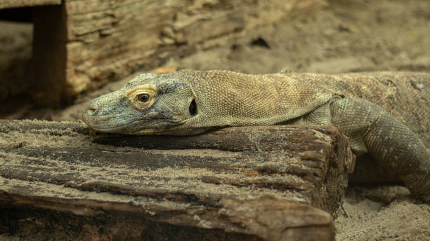istock the Komodo dragon dozing on the tree 1284962504
