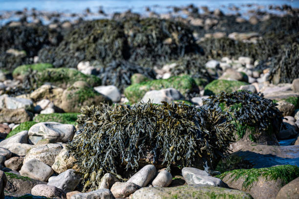alghe di vesciate che ricondondono rocce a clevedon, somerset - scenics coastline uk moss foto e immagini stock