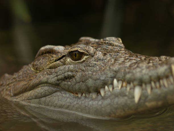 istock Close up of a gray crocodile 1284962626