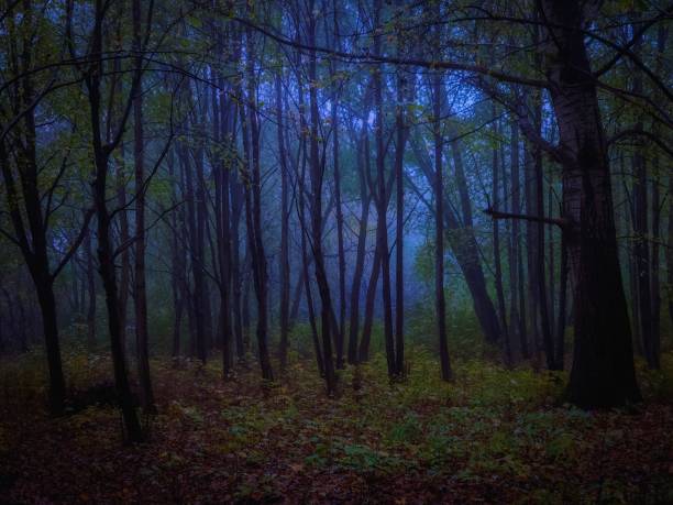 istock Moody forest. Scary mysterious park. Strange forest in dense fog. 1284963562