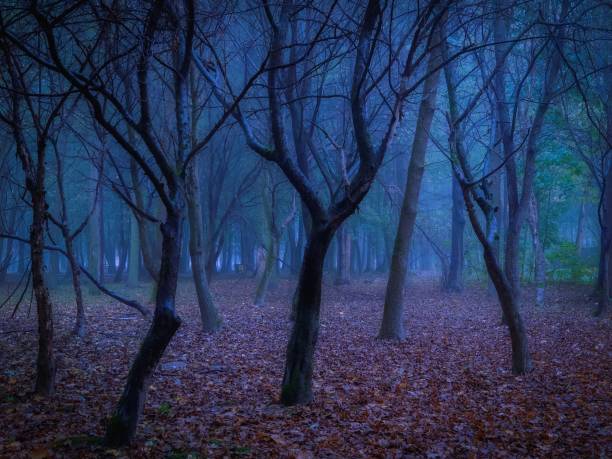 istock Scary mysterious park. Strange forest in dense fog. 1284964625