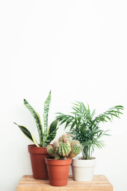 istock Three house plants on wooden table. 1284964699