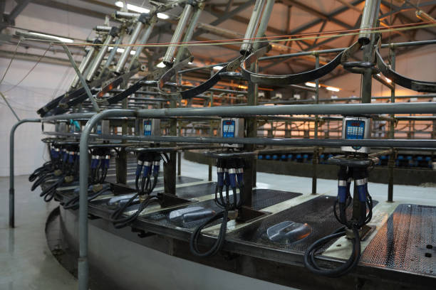 istock Industrial Milking Machine at Dairy Farm 1284965529