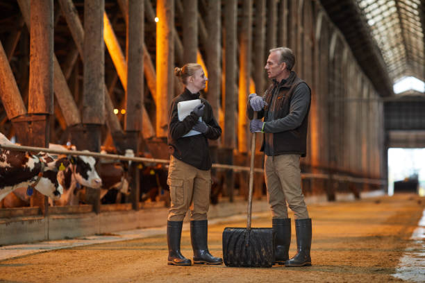 Father and Daughter Talking at Family Farm Full length portrait of father and daughter standing in cow shed and talking while working at family farm, copy space two cows stock pictures, royalty-free photos & images