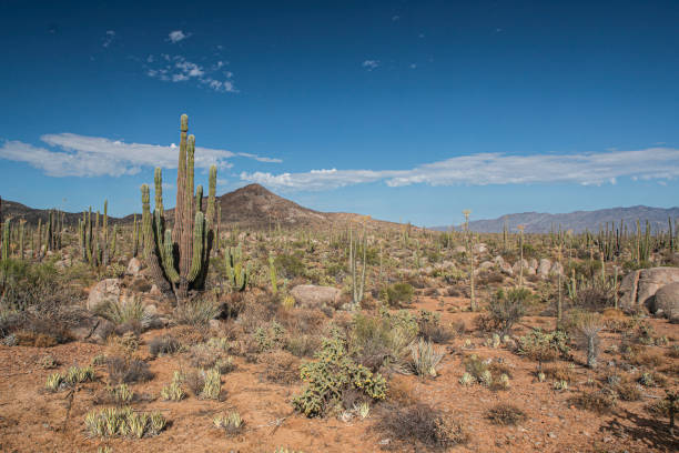 istock Baja California Desert 1284965909