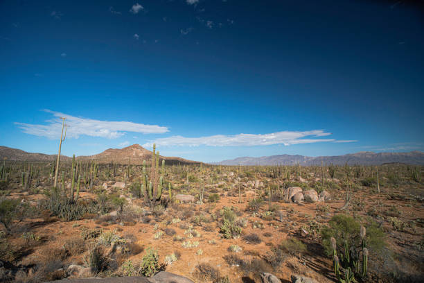 istock Baja California Desert 1284965932