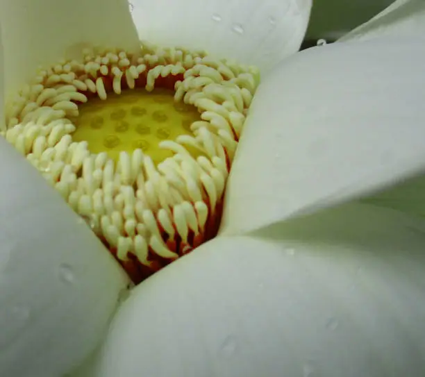 Photo of Closeup of blooming white lotus flower - Nature