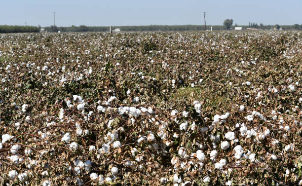 istock Field of cotton ready to be picked 1284966794