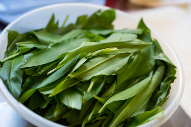 Fresh leaves of ramson lying in plastic bowl waiting for further processing in kitchen