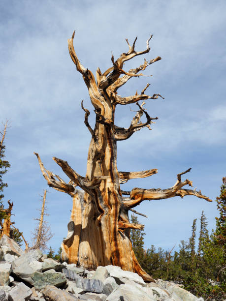 um parque nacional bristlecone pine treein great basin, nevada - bristlecone pine pine tree tree forest - fotografias e filmes do acervo