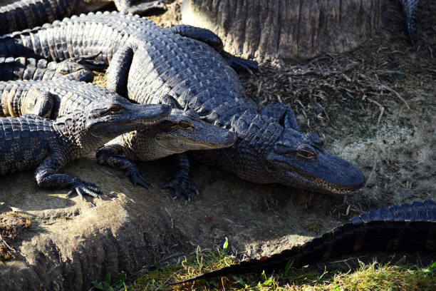 istock Alligators on Riverbank ready to jump in 1284967469