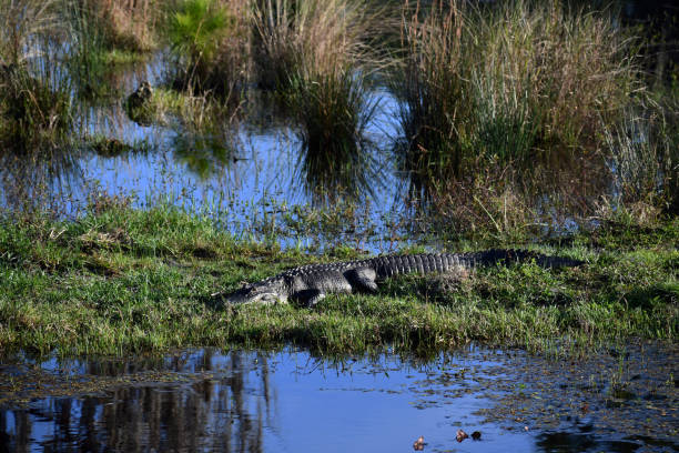 istock Alligator sunning in swamp 1284967553