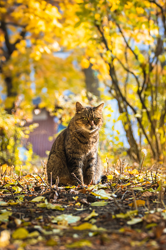 Grey cat on background of autumn yellow leaves. Yellow autumn foliage. Abstract blurred background. Copy space
