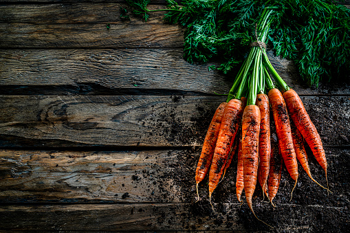 Healthy vegan food: bunch of fresh organic carrots shot on rustic wooden table. Some dirt is visible under the carrots. The composition is at the right of an horizontal frame leaving useful copy space for text and/or logo at the left. Predominant colors are orange and brown. High resolution 42Mp studio digital capture taken with SONY A7rII and Zeiss Batis 40mm F2.0 CF lens