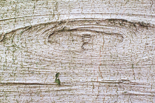 Close-up of the surface of an old tree trunk