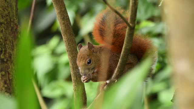 Red squirrel eating in the woods