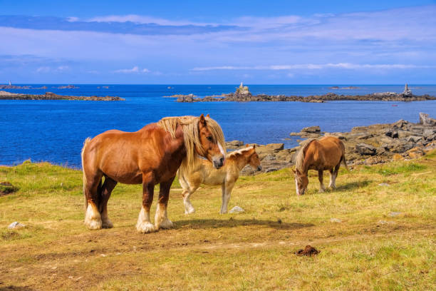 istock Haflinger horse on green  meadows in Brittany 1284969693