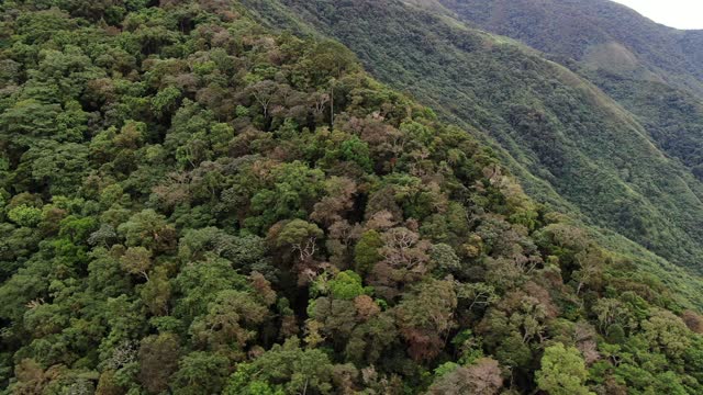 Sierra Nevada of Santa Marta forest