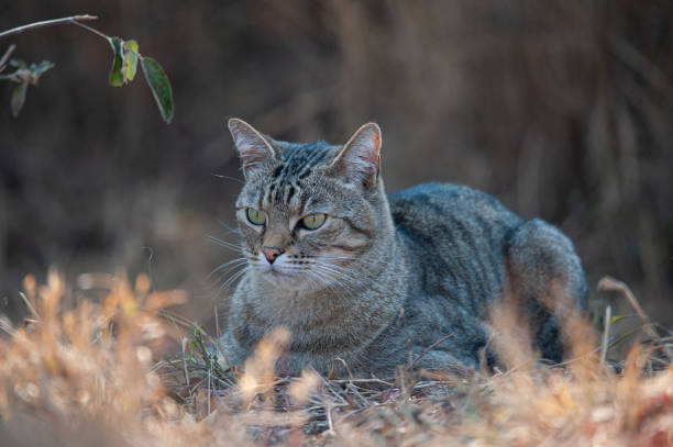 istock African Wildcat Male 1284971032