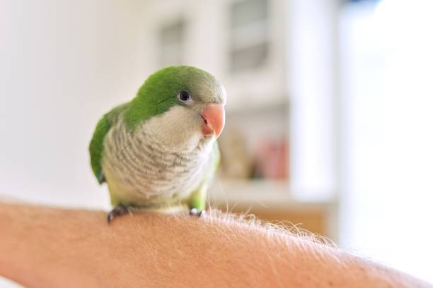 istock Young green parrot chick quaker on a man's hand at home 1284971882