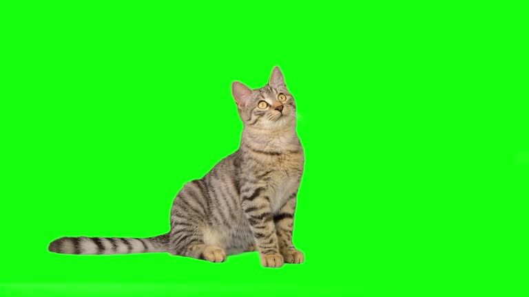 Chat Fond Vert Videos Libres De Droit 4k Istock Chat Fond Vert Videos Libres De Droit 4k Istock