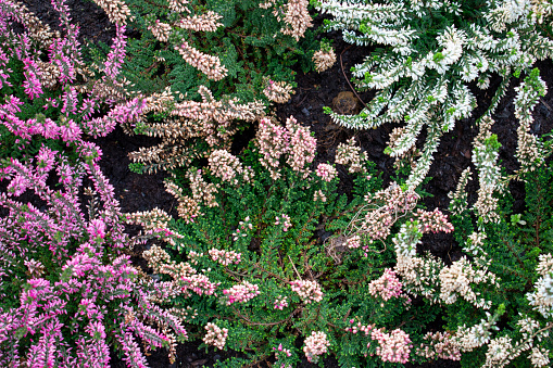 Beautiful vibrant purple, pink and white heather shrubs in the green cold autumn / fall garden