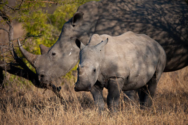 istock White Rhino Cow and Calf 1284973254