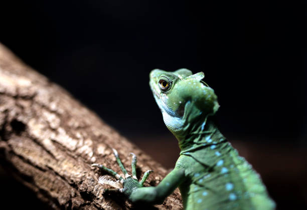 istock The plumed basilisk also called commonly the green basilisk (Basiliscus plumifrons) 1284974349