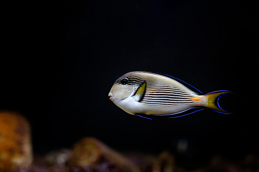 Various river fish swim in a large aquarium in the oceanarium.