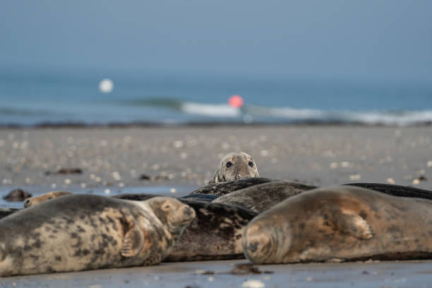 istock Wild Grey lazy seal colony on the beach at Dune, Germany. Group with various shapes and sizes of gray seal 1284975159