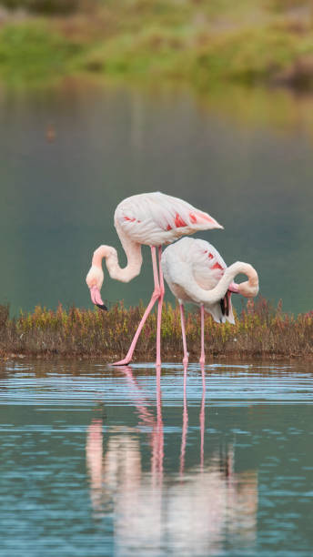 istock pink flamingo in lake, migratory birds resting 1284975319