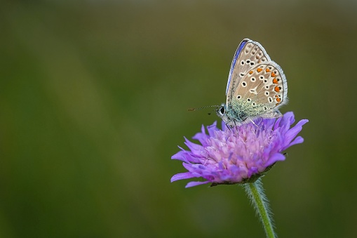 Butterfly with orange, brown, white and blue colours and black spots sitting on violet field scabious flower growing in a meadow. Blurry green background. Summer evening in the nature.