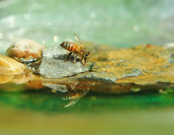 Honey bee reflection in water of home made bee bath in backyard