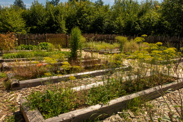 istock Vegetable garden at the monastery construction site Campus Galli near Messkirch 1284977905