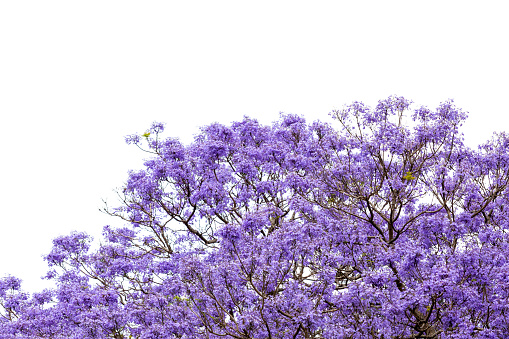Closeup Jacaranda tree with purple flowers, beautiful nature background with copy space, full frame horizontal composition
