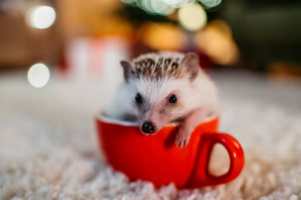 istock Small hedgehog in coffee cup at Christmas 1284979111