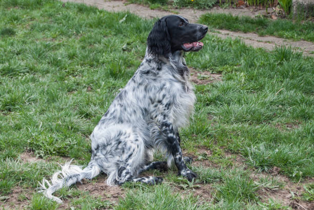 English Setter closeup Young English Setter closeup on green grass garden english setter dog stock pictures, royalty-free photos & images