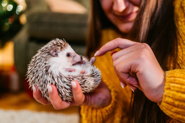 Woman and her hedgehog at Christmas Young Caucasian woman and her African pygmy hedgehog at Christmas. european hedgehog stock pictures, royalty-free photos & images