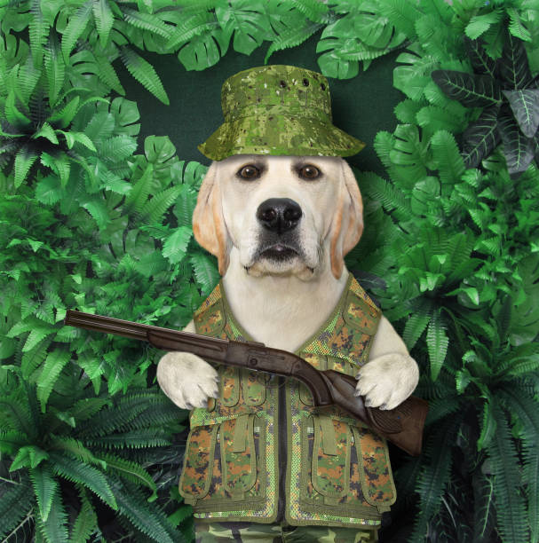 istock Dog hunter with rifle in wood 1284980234