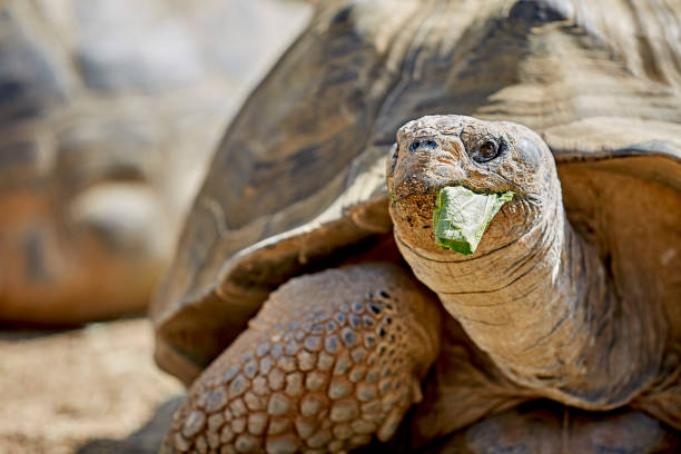 istock Giant Galapagos Tortoise eating Lettuce 1284980987