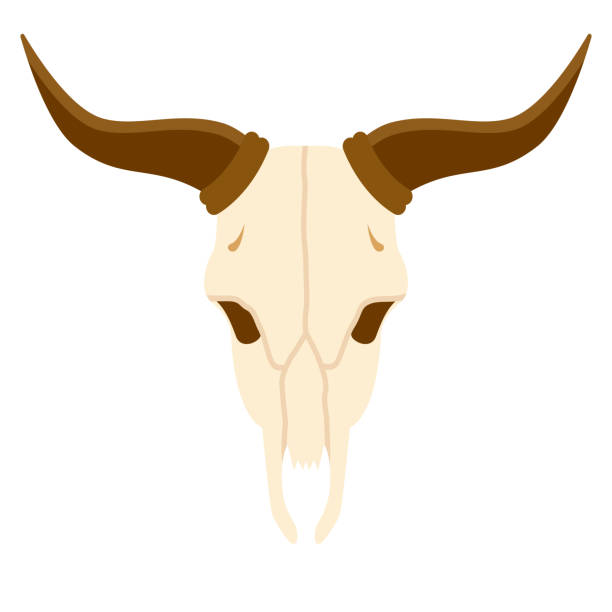 Skull Icon on Transparent Background A flat design icon on a transparent background (can be placed onto any colored background). File is built in the CMYK color space for optimal printing. Color swatches are global so it’s easy to change colors across the document. No transparencies, blends or gradients used. animal skull cow bull horned stock illustrations